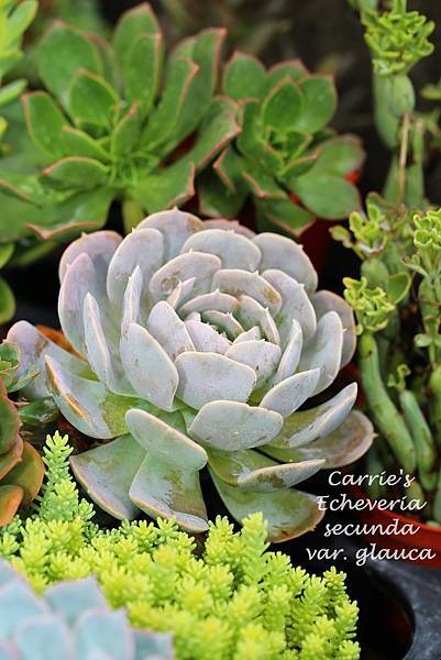 060514 玉蝶 Echeveria secunda var. glauca