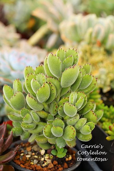 060514 熊童子 Cotyledon tomentosa