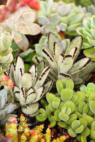 060514 月兔耳 Kalanchoe tomentosa