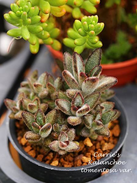 060514 兔耳 Kalanchoe tomentosa var.