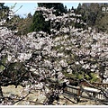 Ali Mountain Sakura (11)