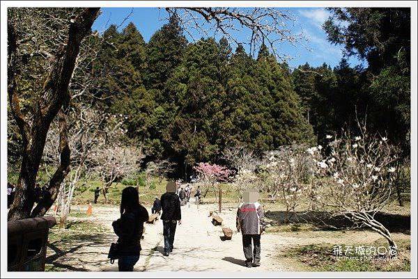 Ali Mountain Sakura (52)