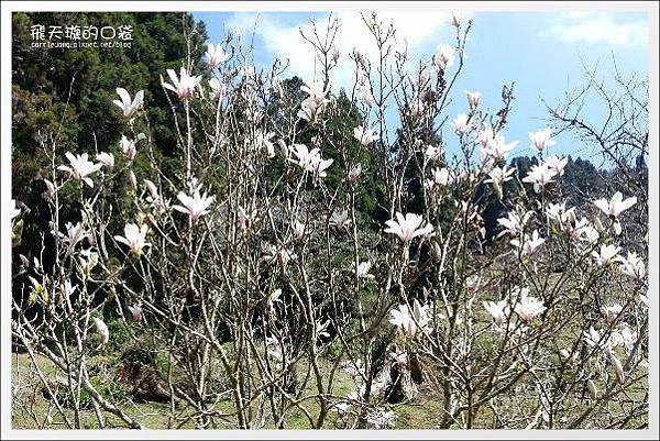 Ali Mountain Sakura (53)