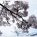 Ali Mountain Sakura (76)