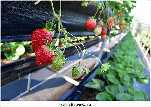 苗栗縣 苗栗大湖草莓季 高架草莓甜 大湖採草莓之旅 採草莓季節限定 雄獅旅遊一日遊 小如吾家札記 痞客邦