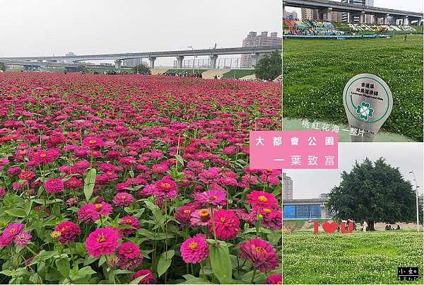 新北三重景點 新北大都會公園花海 一葉致富 百日草 整片炸桃紅花海超壯觀 小如吾家札記 痞客邦