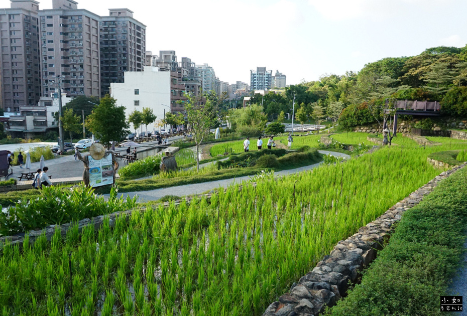 【桃園景點】大有梯田生態公園,觀景台上的綠油梯田美景,旁有小