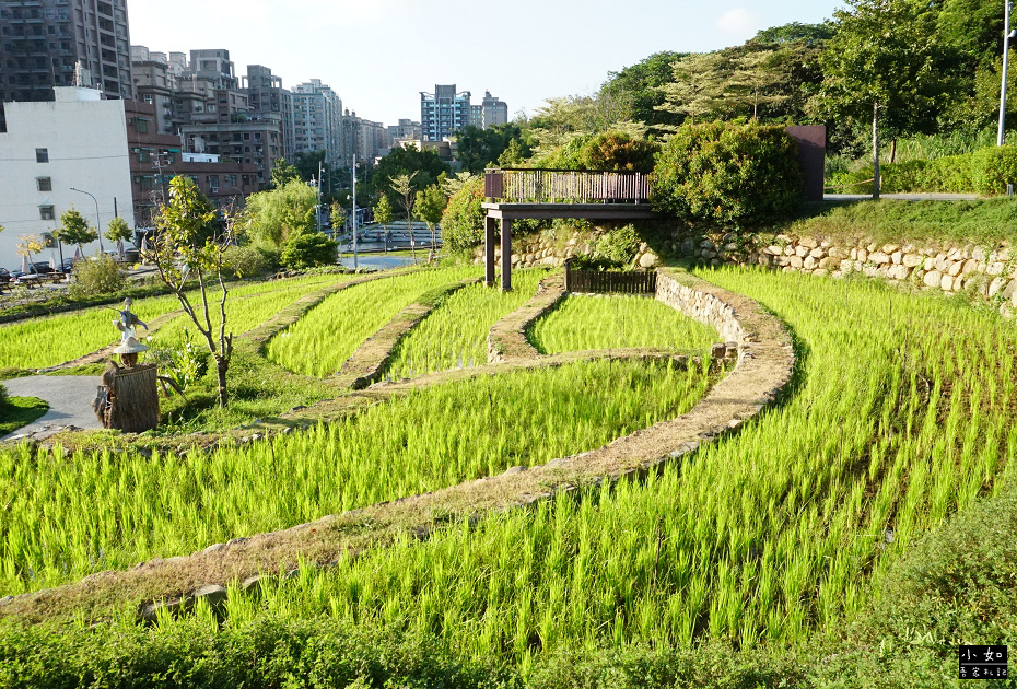 【桃園景點】大有梯田生態公園,觀景台上的綠油梯田美景,旁有小