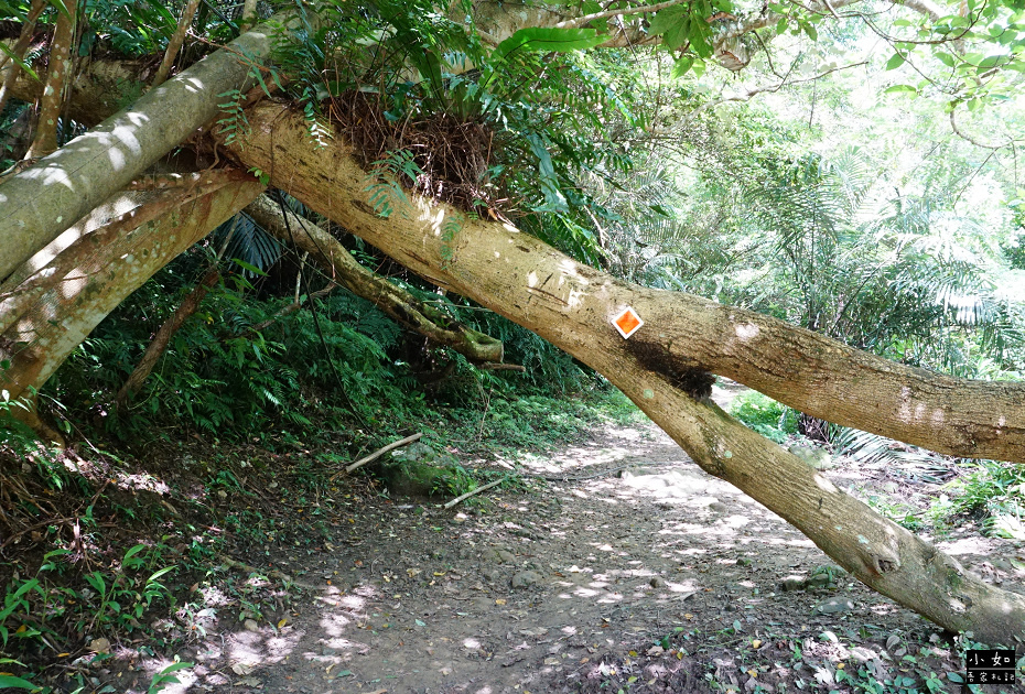 【大溪步道】白石山打鐵寮古道,隱藏在深山裡的東興橋,體力好可