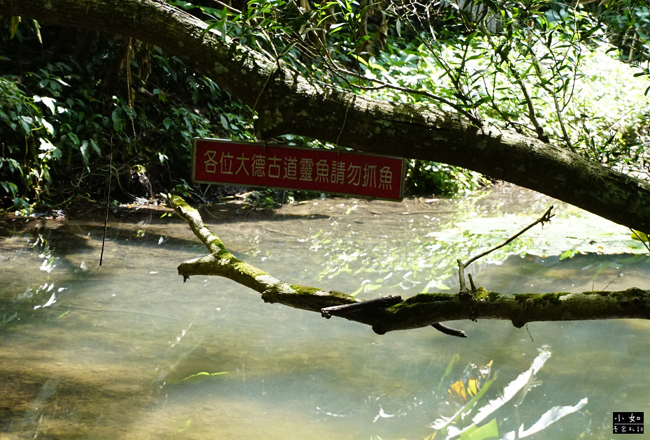 【大溪步道】白石山打鐵寮古道,隱藏在深山裡的東興橋,體力好可