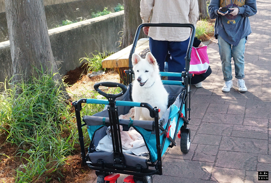 【八德景點】2024霄裡大池落羽松林,池面倒影落羽松好有畫面