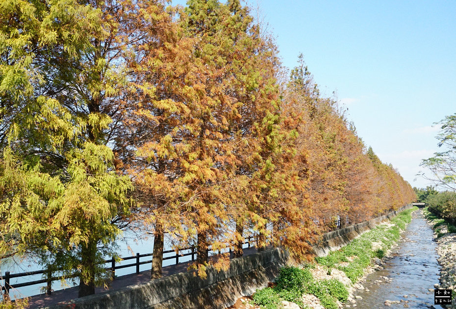 【八德景點】2024霄裡大池落羽松林,池面倒影落羽松好有畫面