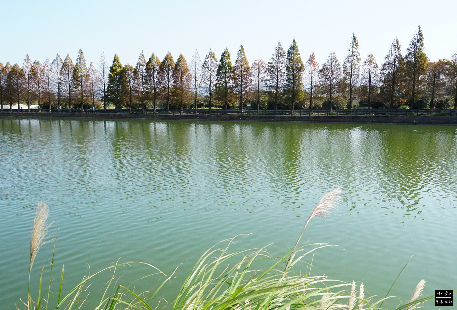 【八德景點】2024霄裡大池落羽松林,池面倒影落羽松好有畫面