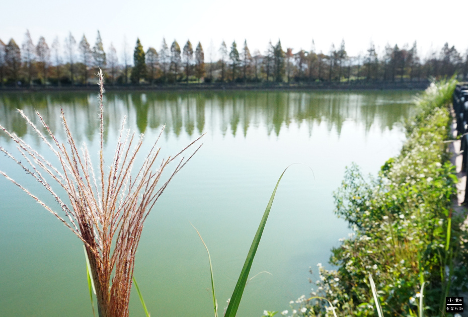 【八德景點】2024霄裡大池落羽松林,池面倒影落羽松好有畫面