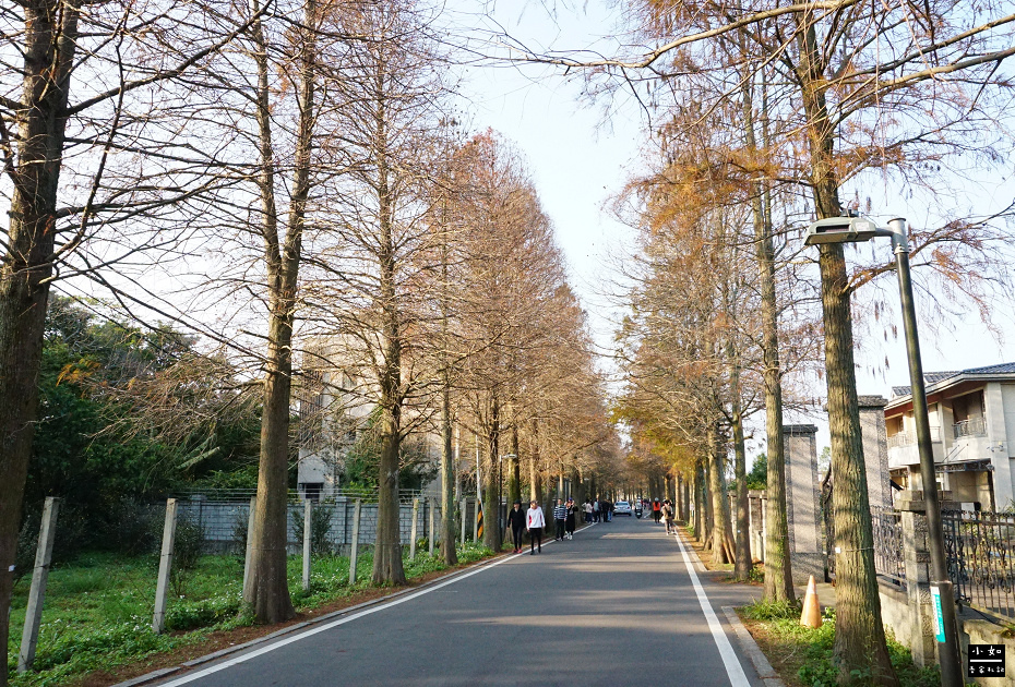 【大溪景點】落羽松大道,沿路散步欣賞落羽松之美,可愛落羽松公