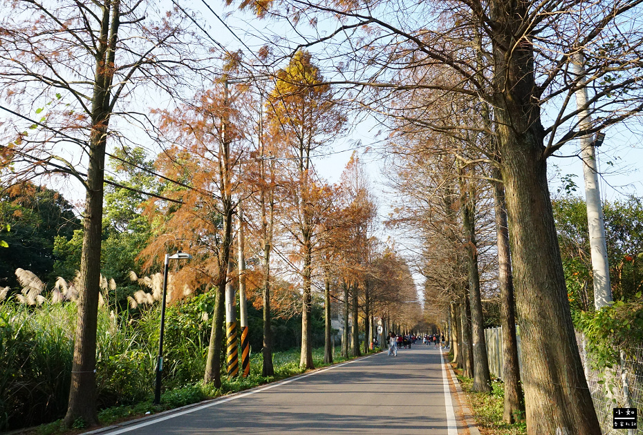 【大溪景點】落羽松大道,沿路散步欣賞落羽松之美,可愛落羽松公