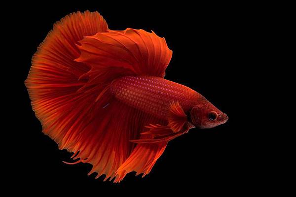 01-betta-fish-nationalgeographic_2445745.adapt_.1190.1.jpg