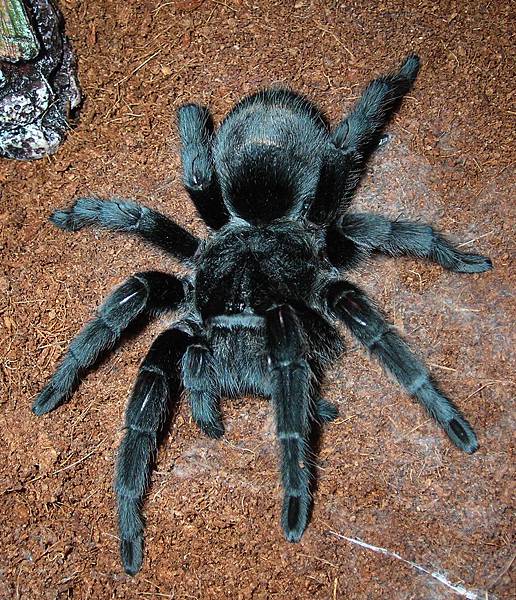 巴西黑(Grammostola pulchra)