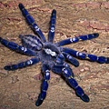 藍寶石華麗雨林(Poecilotheria metallica).jpg