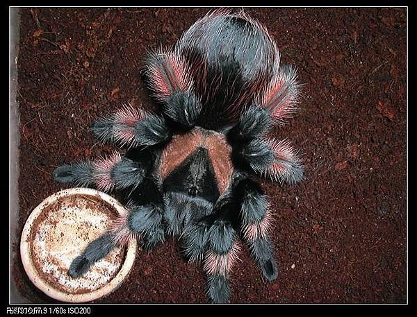 墨西哥紅腳(Brachypelma emilia).JPG