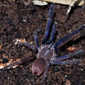 越南雲腳(Chilobrachys sp blue vietnam).jpg