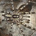 降落傘華麗雨林(Poecilotheria hanumavilasumica)