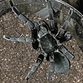 Haplopelma minax泰國黑捕鳥.jpg