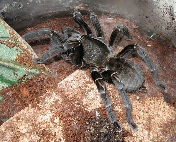 Haplopelma minax泰國黑捕鳥_1.jpg