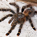 Avicularia aurantiaca秘魯金環粉趾.jpg