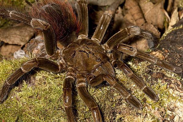 Megaphobema velvetosomak厄瓜多爾棕絲絨.jpg