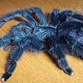 Avicularia geroldi巴西藍綠粉紅趾.jpg