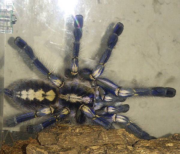 Poecilotheria metallica藍寶石華麗雨林-1.jpg