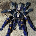 Poecilotheria metallica藍寶石華麗雨林-2.jpg