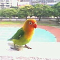 彩虹鸚鵡