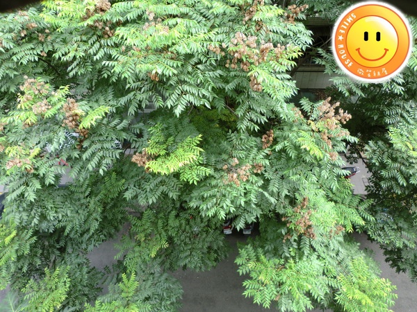 CIMG4782.JPG CIMG4782.JPG