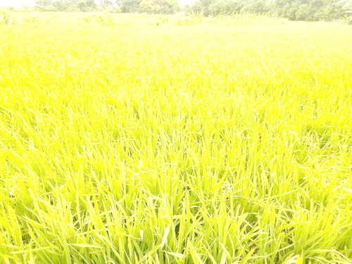 177513.jpg 177513.jpg