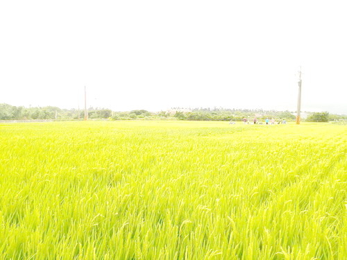 177514.jpg 177514.jpg