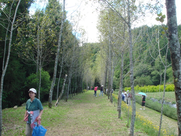 白楊木步道