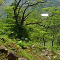 立山纜車外景觀-有野生動物園的感覺ㄟ.JPG