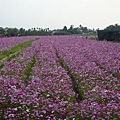 美濃花海