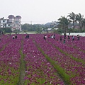 美濃花海