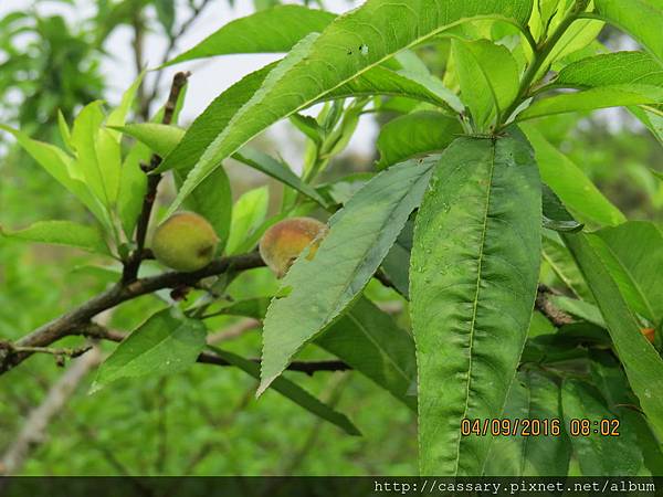 IMG_0736.JPG IMG_0736.JPG