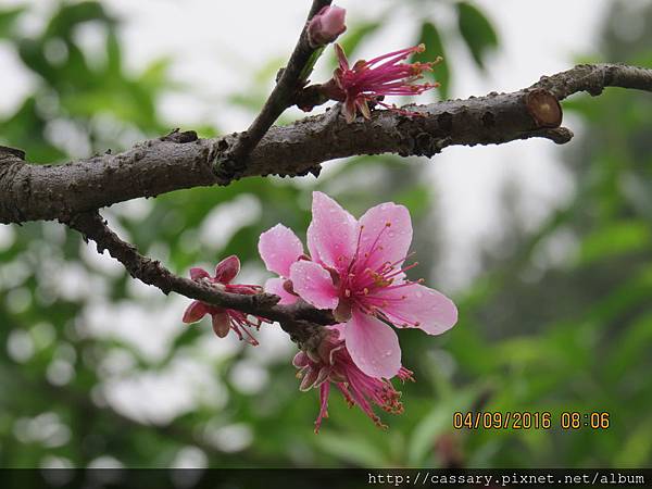 IMG_0739.JPG IMG_0739.JPG