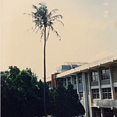 白樓1984(已死的椰樹).JPG