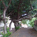 11城頂邊的榕樹.JPG