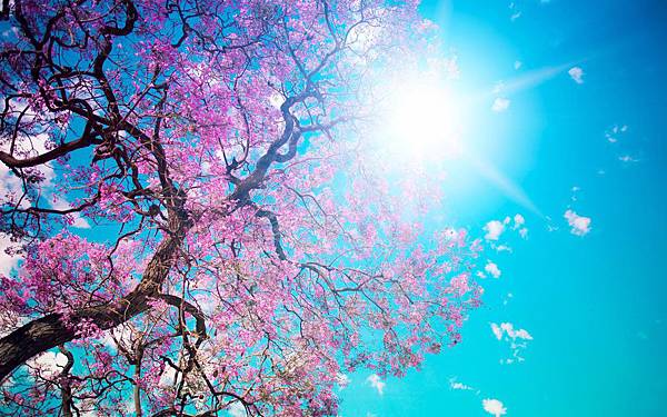 Free_Scenery_Wallpaper__Includes_the_Scene_of_Blooming_Spring_Simply_Good_and_Natural.jpg Free_Scenery_Wallpaper__Includes_the_Scene_of_Blooming_Spring_Simply_Good_and_Natural.jpg