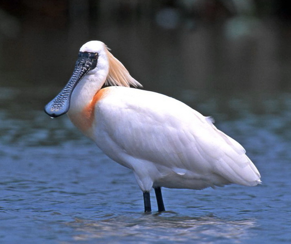 Black-faced%20Spoonbill2.jpg