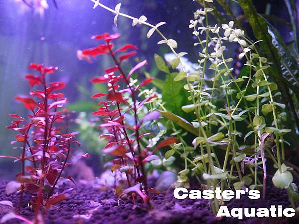 紅到發紫啦 Caster0906的部落格 痞客邦 紅到發紫啦 Caster0906的部落格 痞客邦