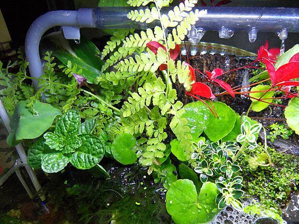 生活 01 一尺多水性植物 城南夜畫 痞客邦 生活 01 一尺多水性植物 城南夜畫 痞客邦