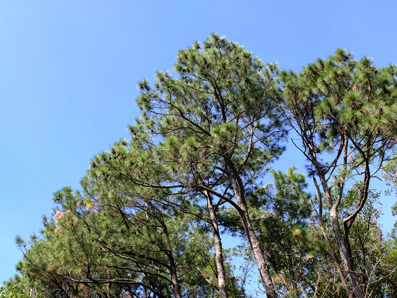 2013-11-09忠義山親山步道068.jpg